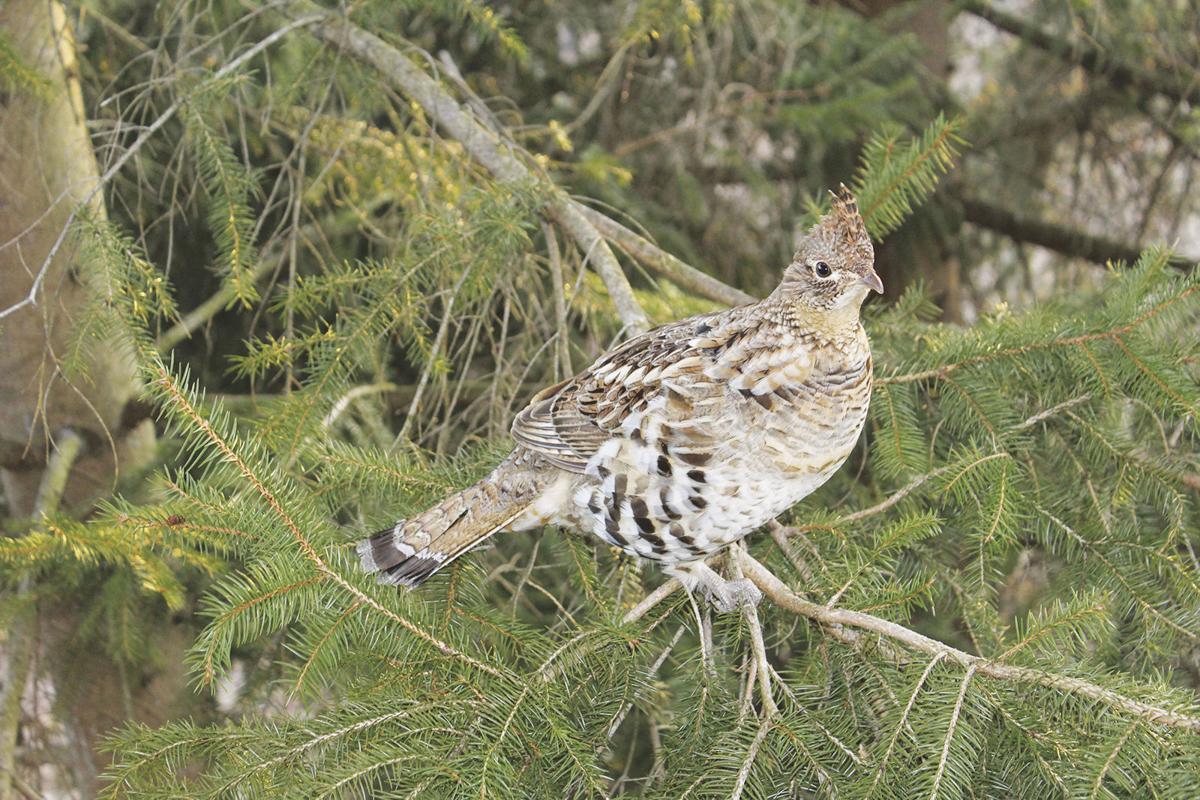 My Neck Of The Woods Old Ruff Is Pa S State Bird Arts Living Newsitem Com