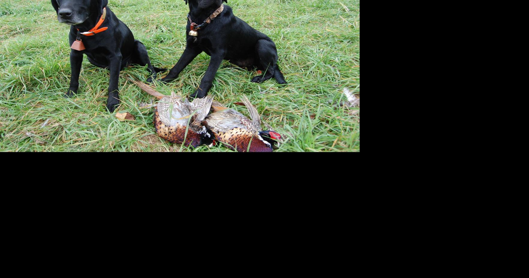 PGC gets support from hunters for pheasant permit proposal Sports