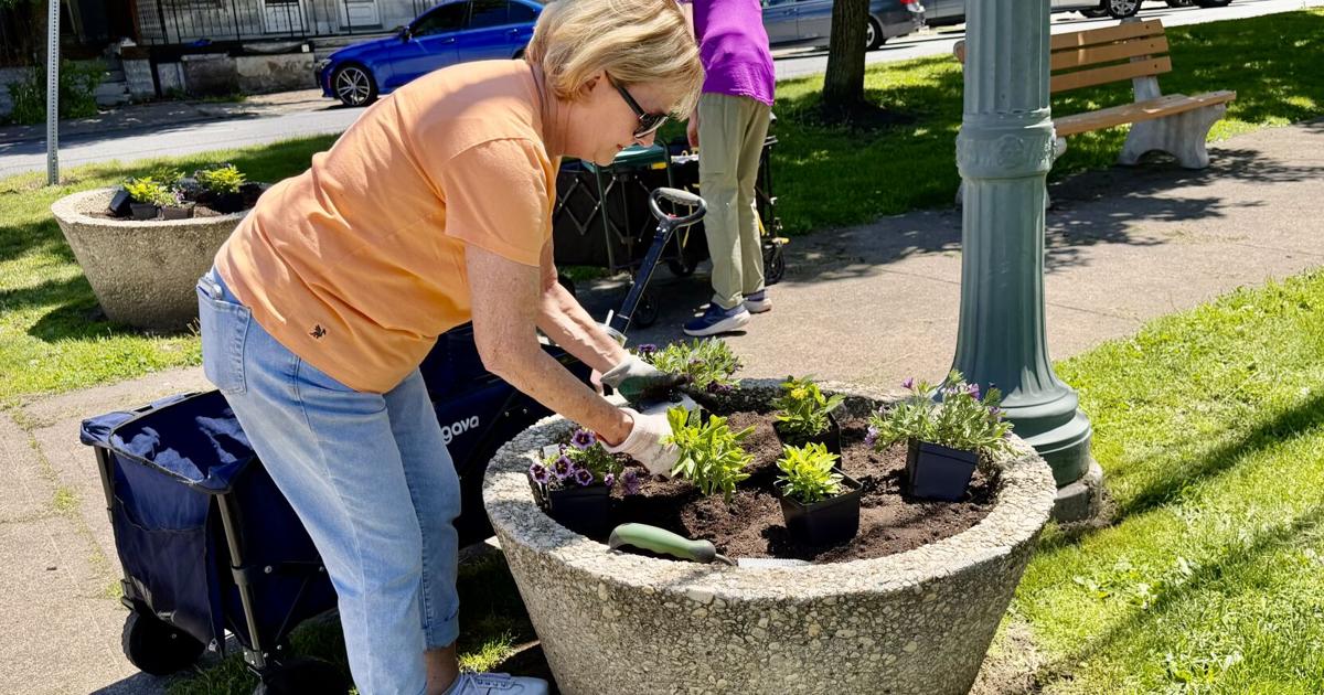 Shamokin garden group distributes more than 1,000 tomato and pepper plants.