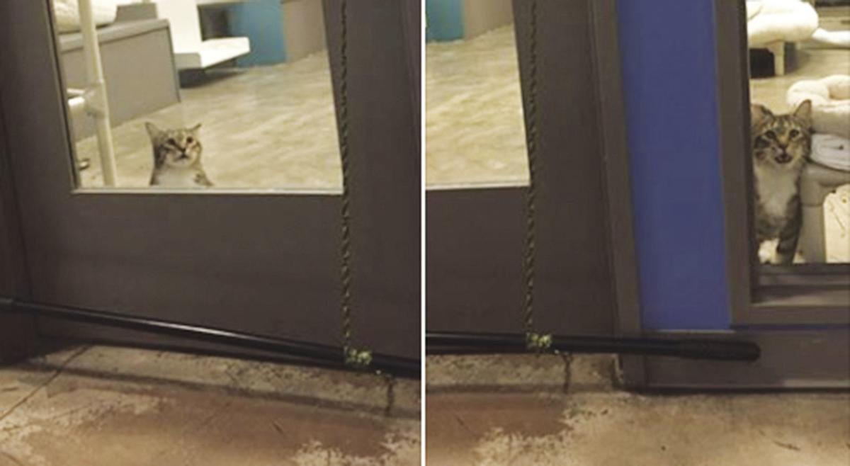 A Rogue Cat Who Will Not Be Contained Keeps Trying To Free His Shelter Comrades Newsitem Com