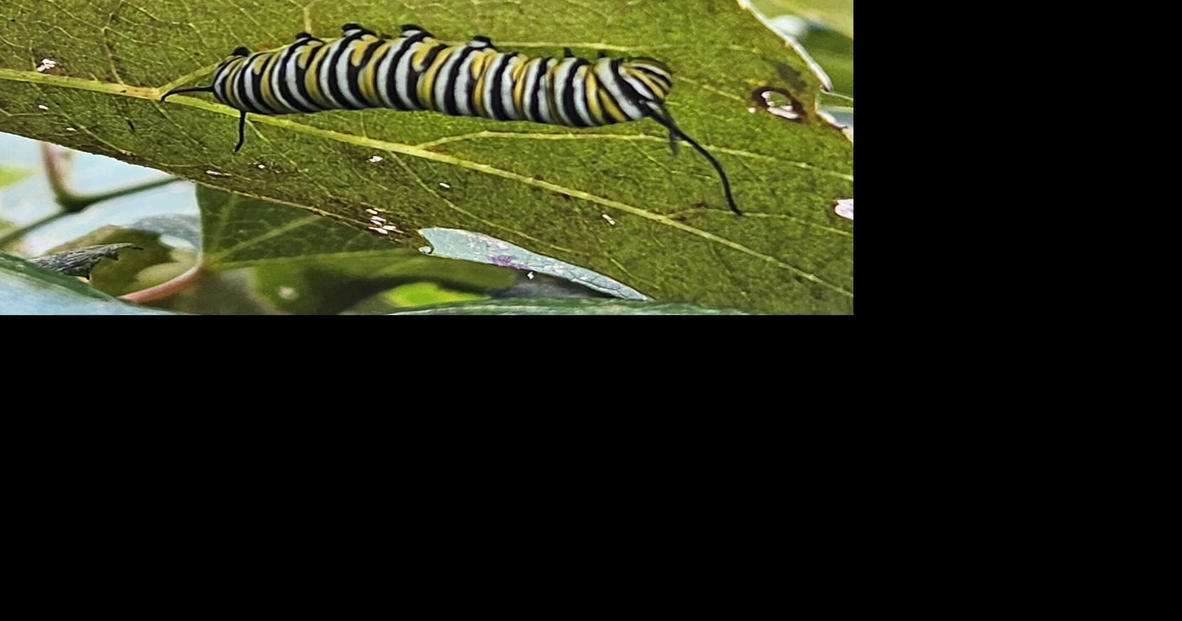 My Neck of the Woods: Bringing back the monarch butterfly