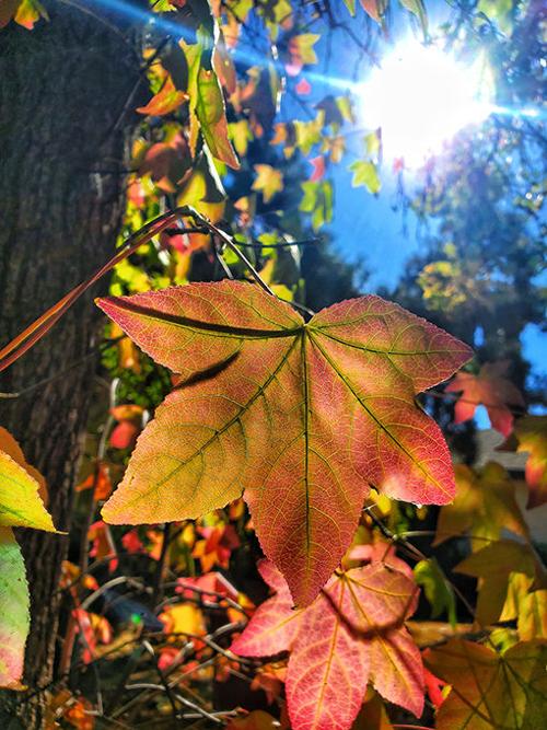 Weekly photo contest.