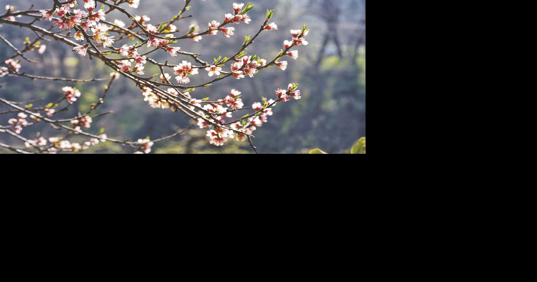 Oak Glen’s Apple Blossom Festival is this weekend News