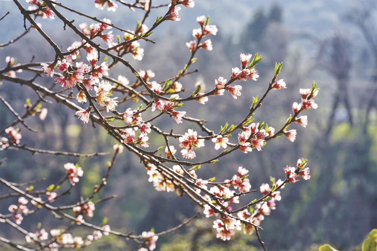 Oak Glen S Apple Blossom Festival Is This Weekend News Newsmirror Net