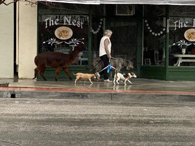 A walk in the Yucaipa Uptown area when there was a break in the storm