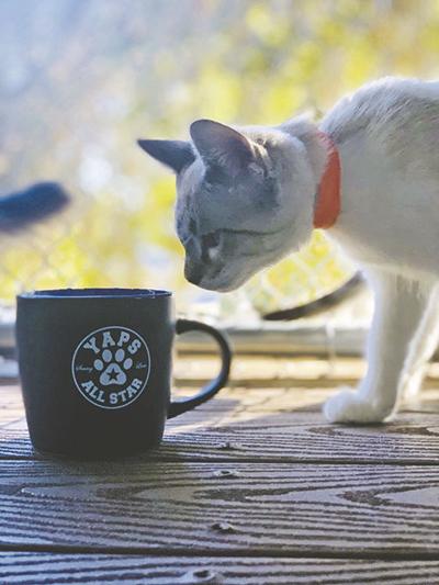 YAPS Cat Cafe set for Feb 1 Local News newsmirror net YAPS Cat Cafe set for Feb 1 Local News newsmirror net