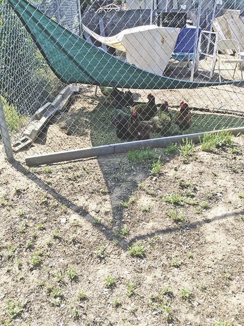 Newcastle disease continues to be a threat to backyard chickens in Southern California