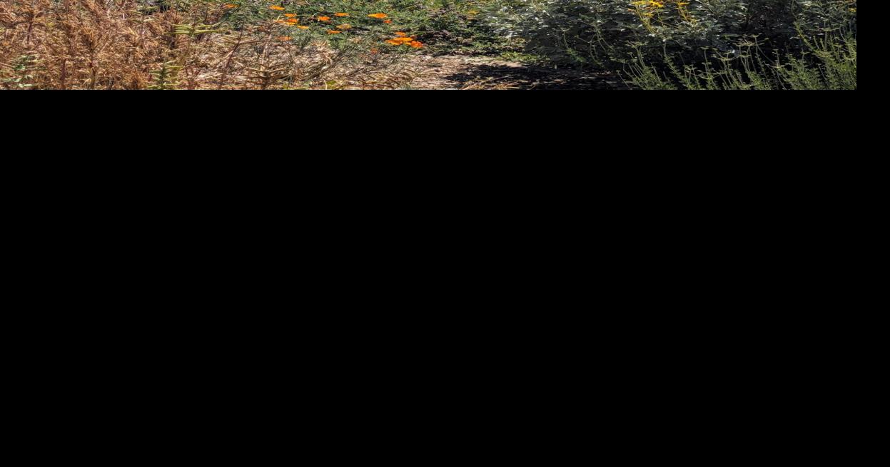 California Native Plant Society’s “Spring Native Garden Ramble” shows ...
