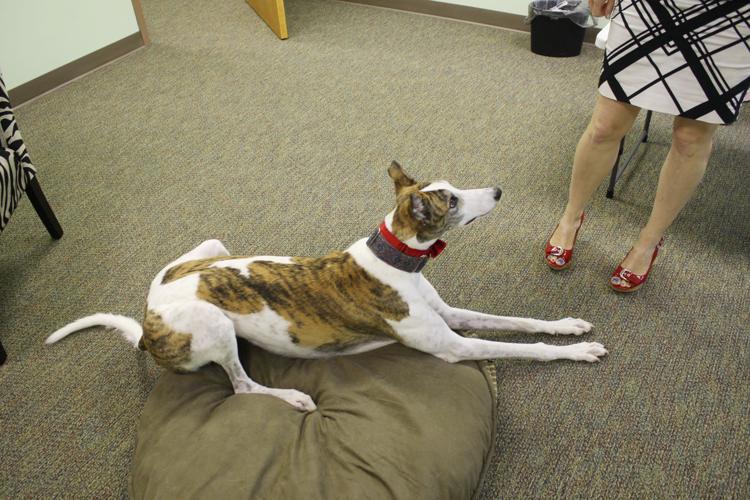 Autism specialist uses dog in therapy sessions with great success | News |  