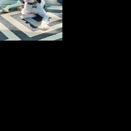 Lost pup and a procedure: How friends, neighbors saved the day