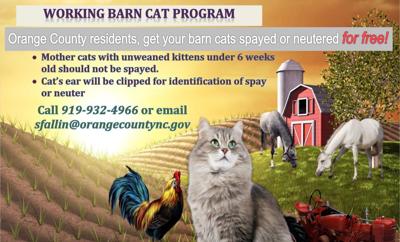 Working Barn Cats A New Animal Services Program News