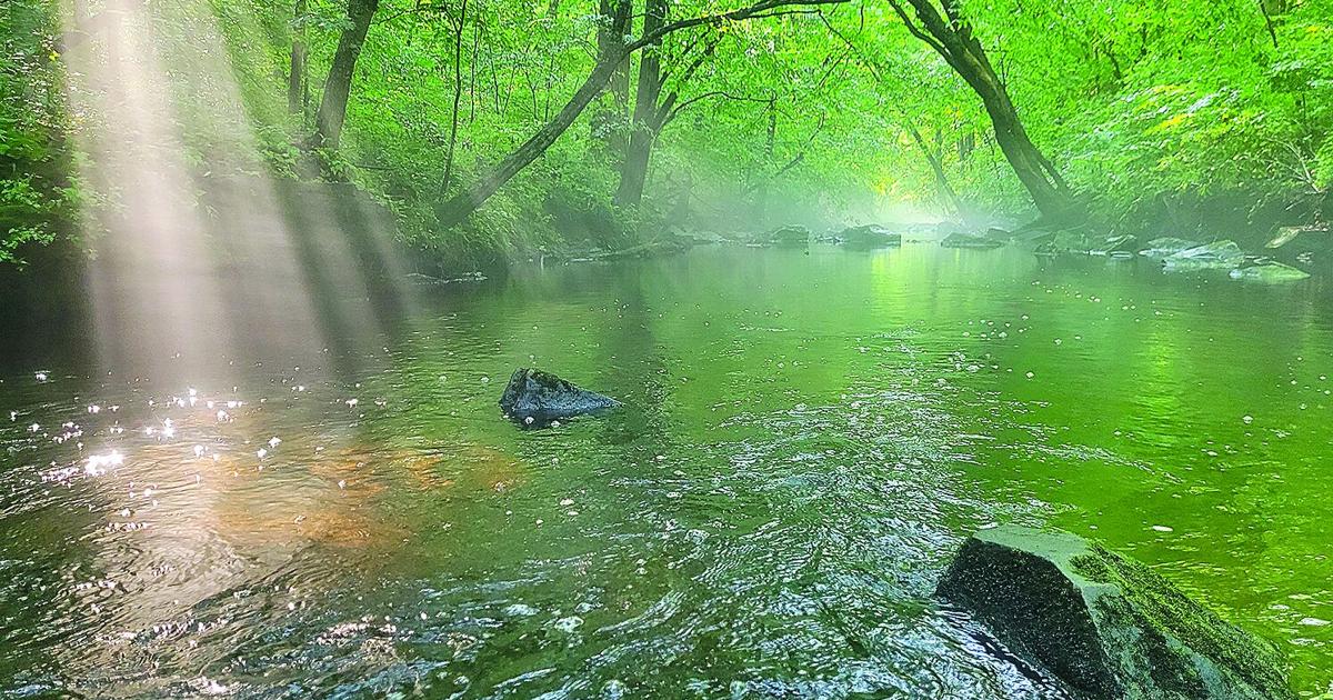 A natural confluence: Hillsborough trail charts a local path for ‘forest bathing'
