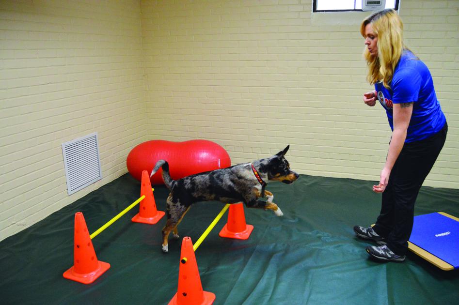 Top Dog Training & Resort opens Business