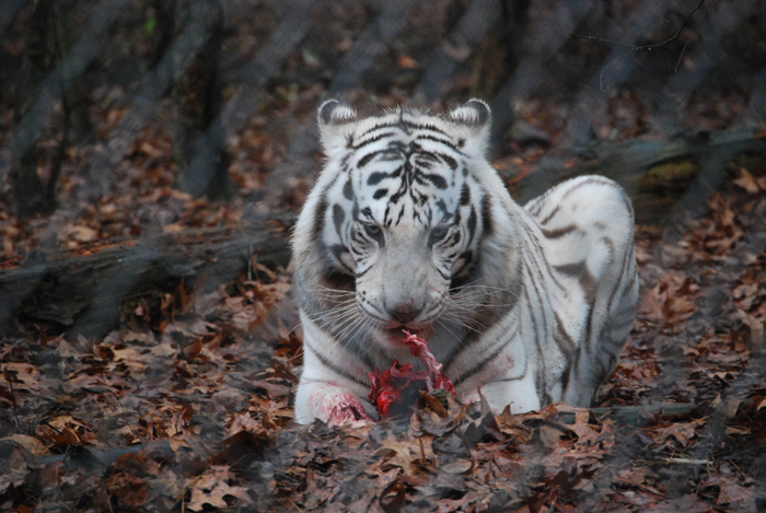 white tiger cubs with blue eyes