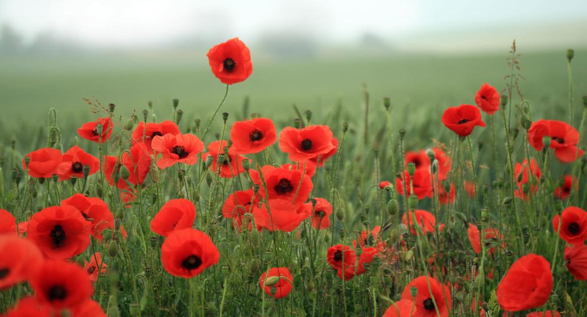 Flanders Poppies honor sacrifices made in The Great War | News