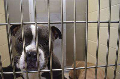 Help Is On The Way Gofundme To Help With Costs For Rescued Dogs Community Newsoforange Com