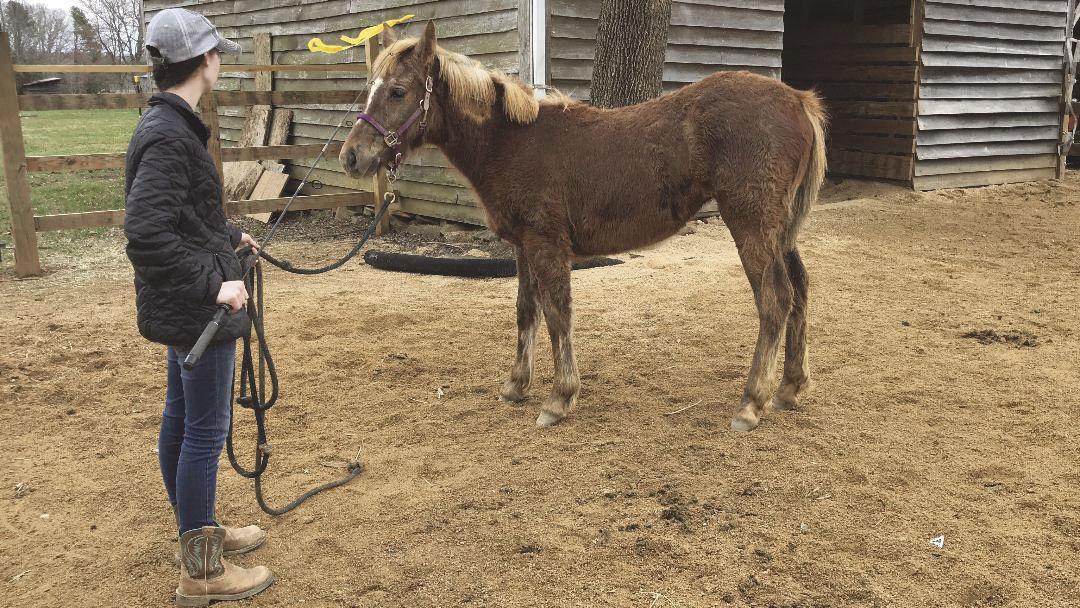 Hillsborough resident competing in national horse training competition
