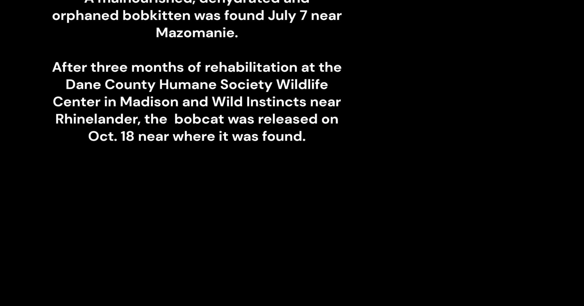 Rehabilitated bobcat released near Mazomanie