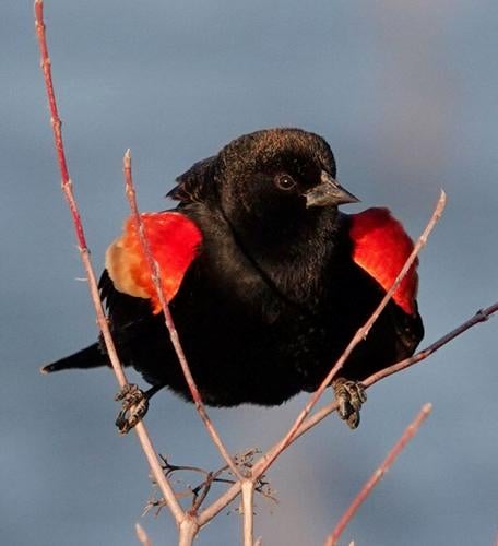 NN50 - male Red-winged blackbird