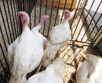 Turkeys at Fair