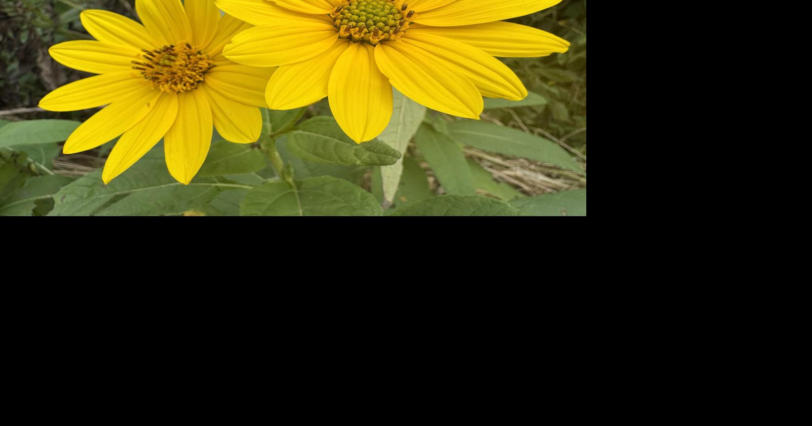 Brewing Locally Image