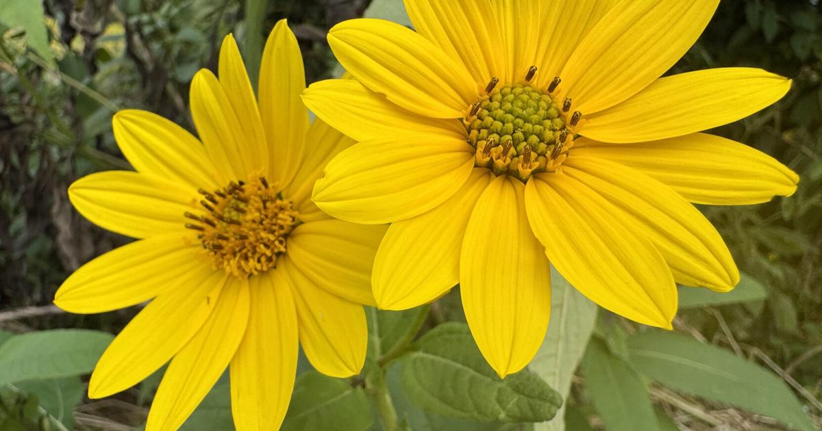 Brewing Locally Image