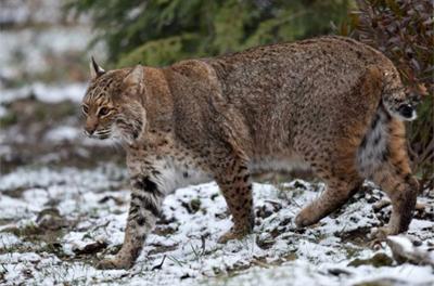 Pike Among Ohio Counties Included In Proposed Bobcat Hunting