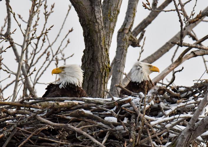 The Bald Eagle in Coastal Texas - Round Top