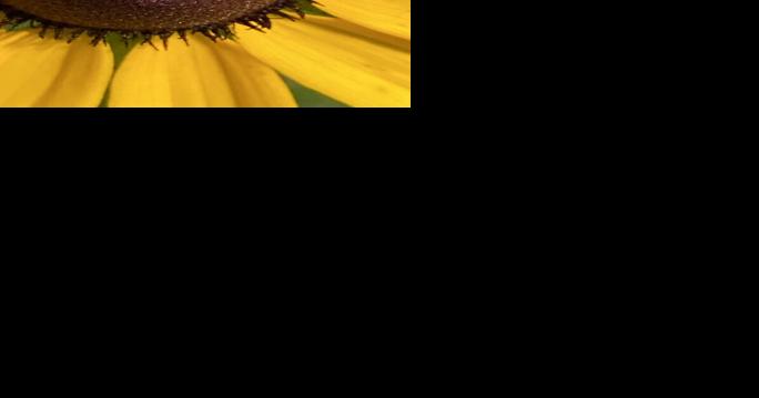 Pike County's Cuckoo Bees - Vimarsana News