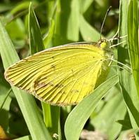 Yellow butterflies are Sulphurs