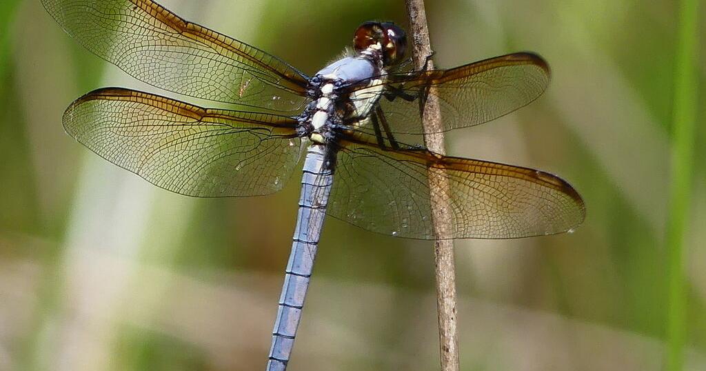 Endangered dragonflies in Pike County: Yellow-sided Skimmer and Golden-winged Skimmer