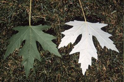 Pike Swcd Seeking Largest Silver Maple Tree In County Community Newswatchman Com