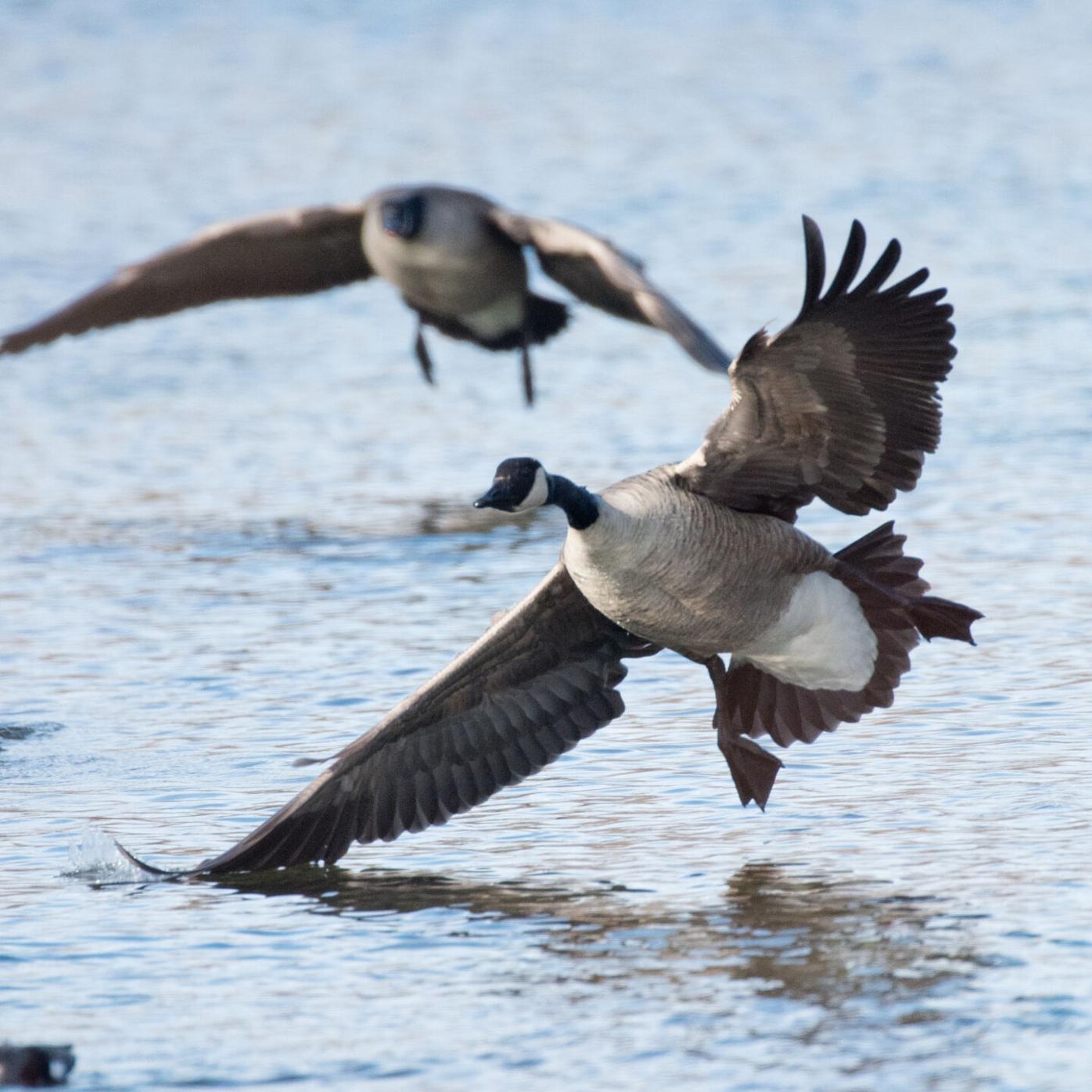 Ohio's early fall hunting seasons | Community | newswatchman.com