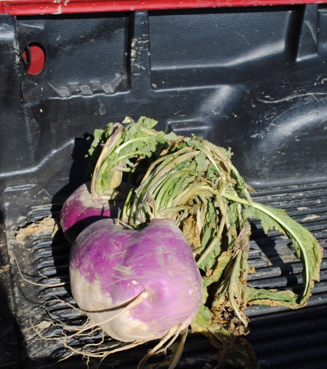 Ten pound turnip pulled from Pike garden Community