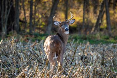 ODNR deer youth hunt