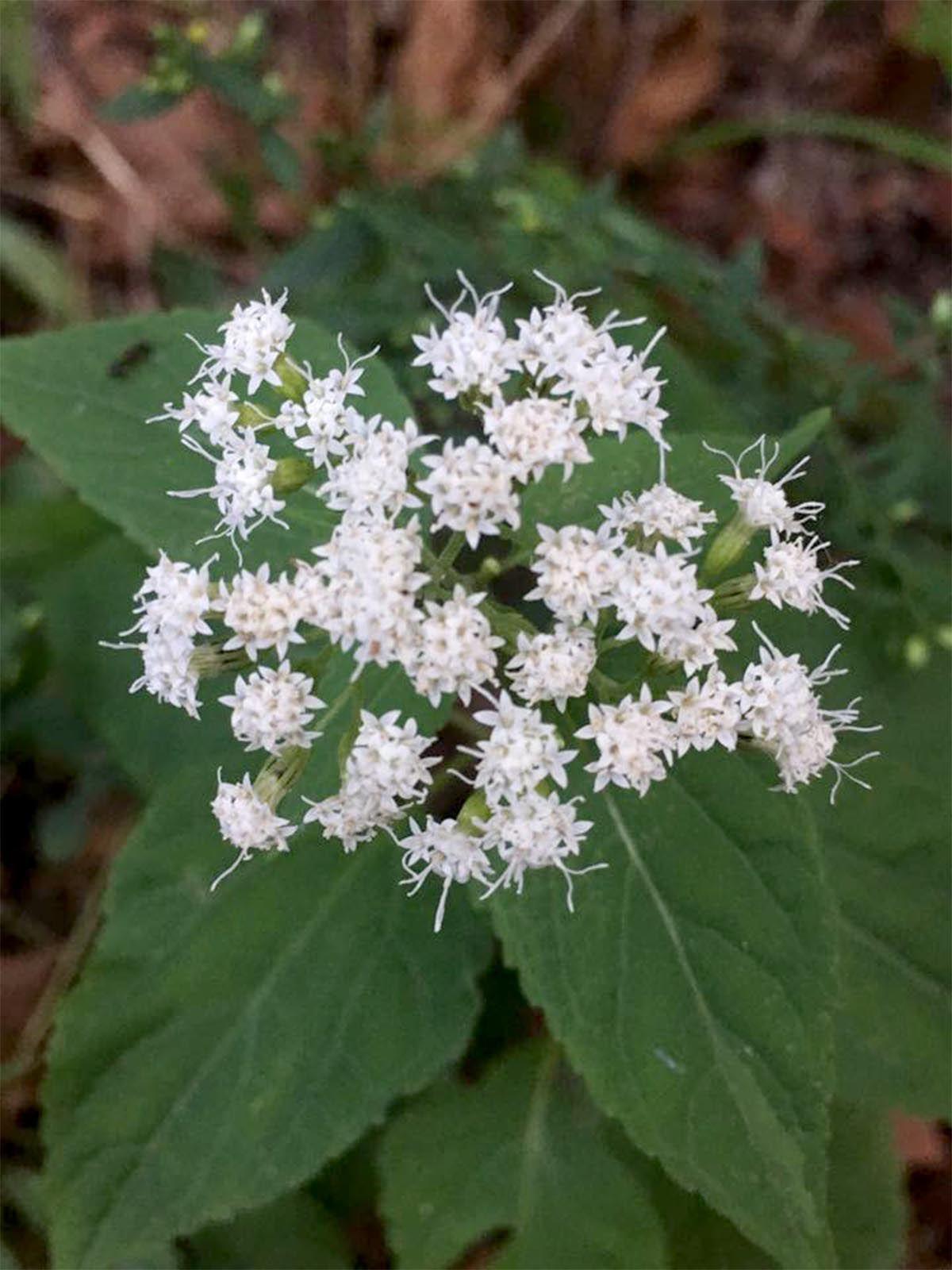 Dying Over Spilled Milk White Snakeroot�s role in milk