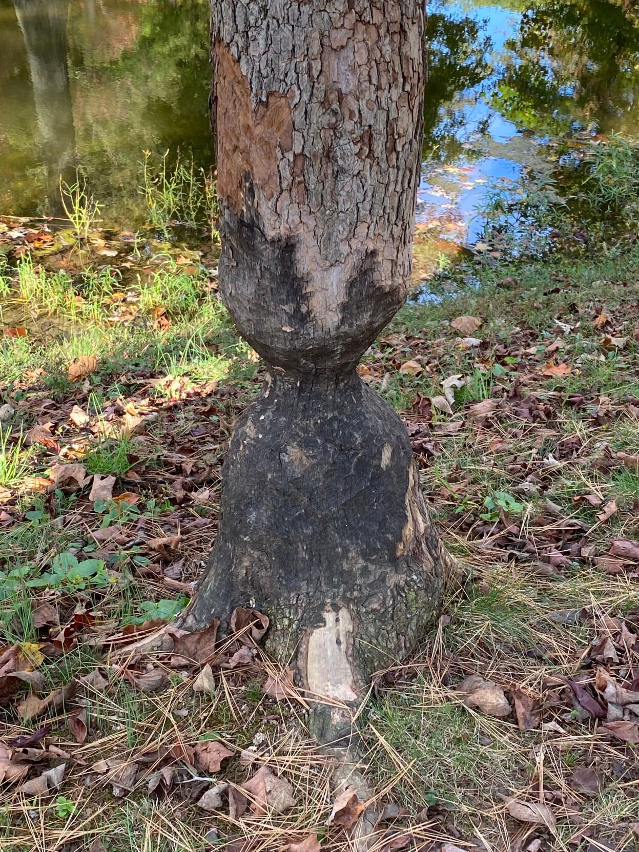 American Beaver - Tree Evidence