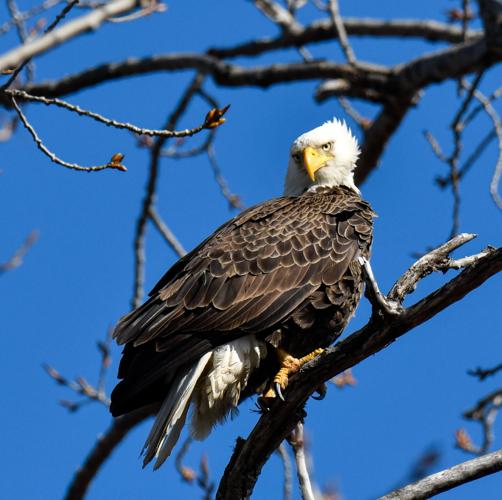 Now is an excellent time to watch for bald eagles, Community