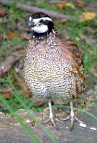 Northern Bobwhite Quail: A species of concern | Rural Rendezvous