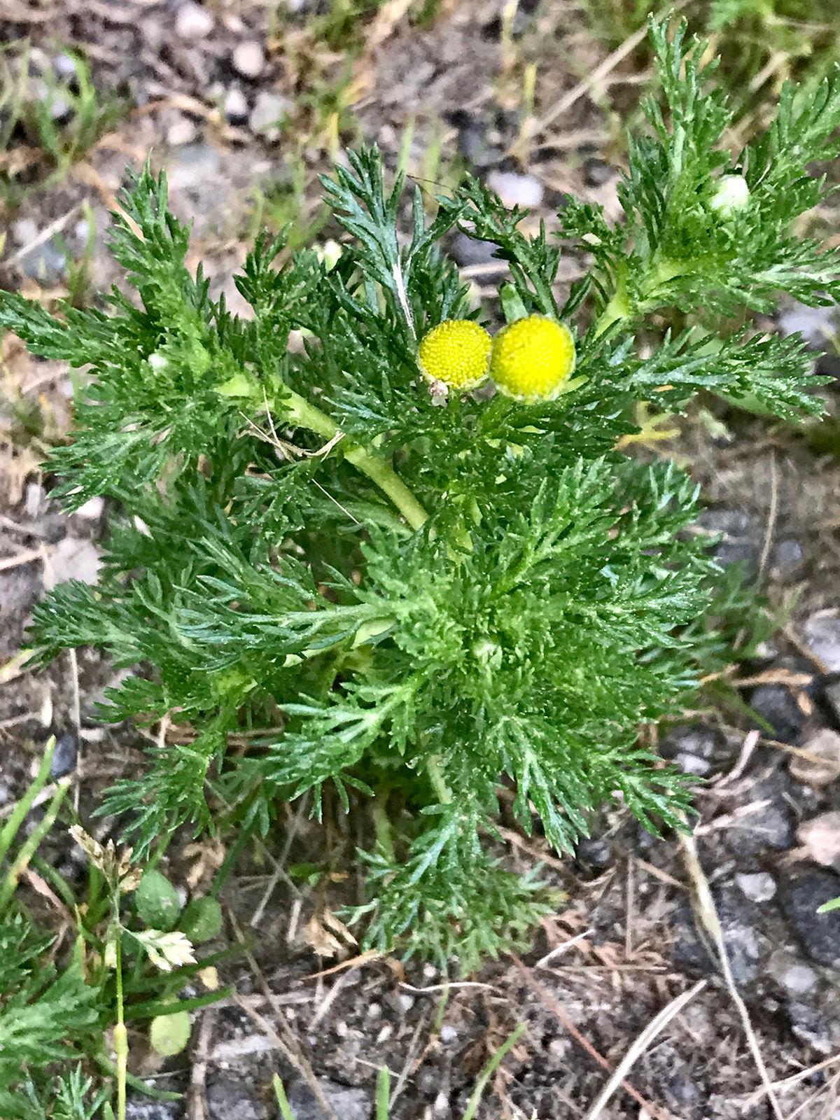 Pineapple Weed Local plant, tropical scent Rural Rendezvous