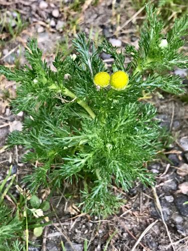 Pineapple Weed: Local plant, tropical scent | Rural Rendezvous |  newswatchman.com