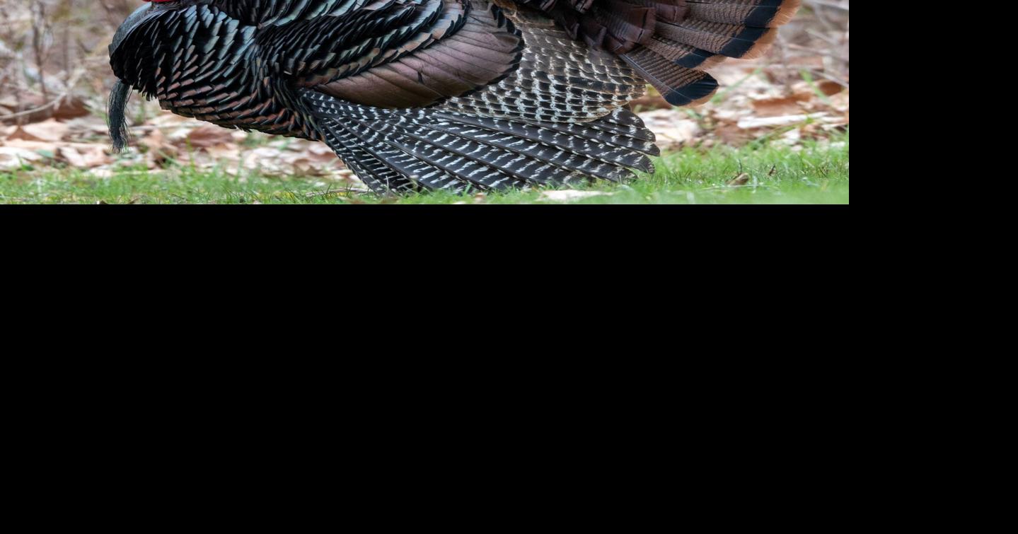 Ohio’s Wild Turkey Season results through Sunday, April 30 | Community ...
