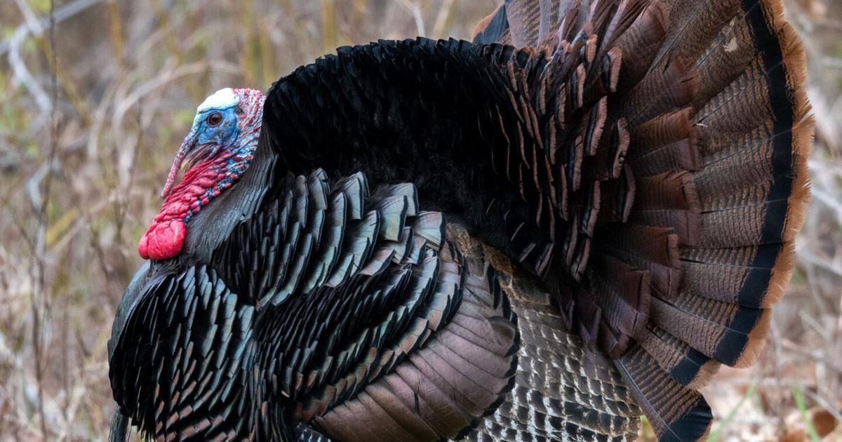 Community Watchman Ohio’s Wild Turkey Season results through Sunday, April 30 | Community ...