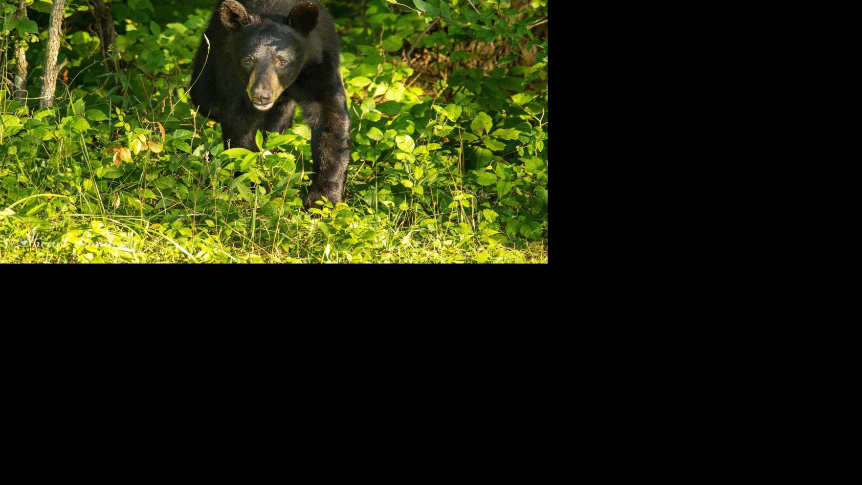 Black bear sightings reported in southern Ohio counties Spotlight