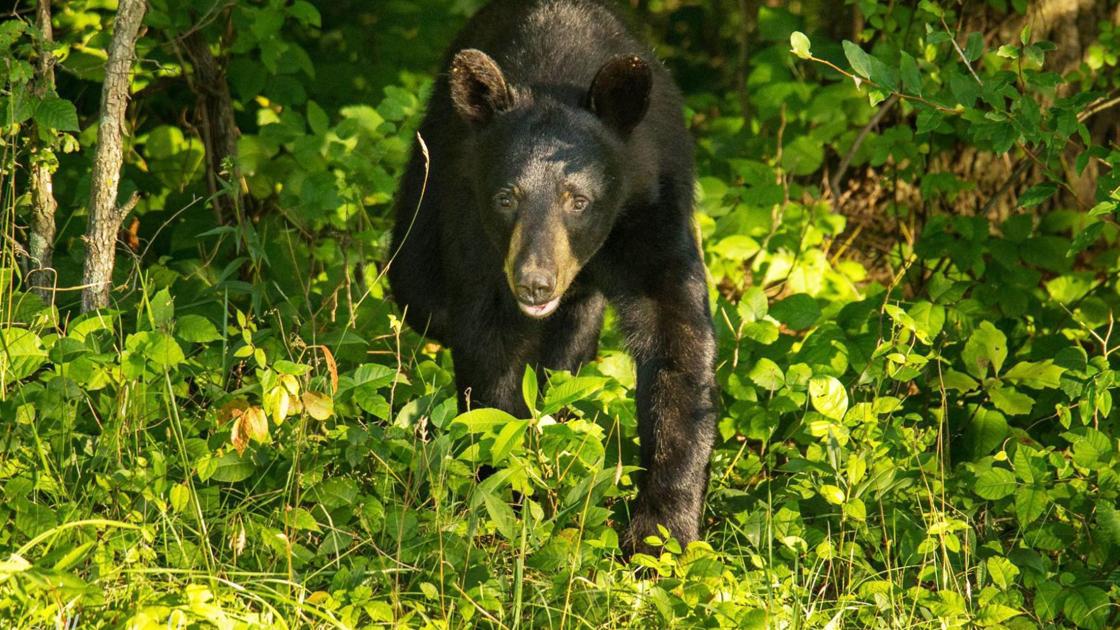 Black bear sightings reported in southern Ohio counties Spotlight