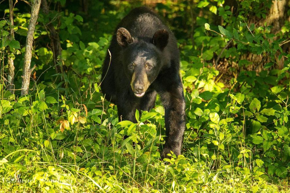 Black bear sightings reported in southern Ohio counties Spotlight