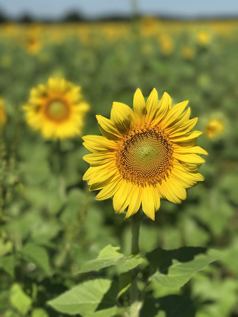 Sunflower Sunfixated plant both beautiful and useful Rural