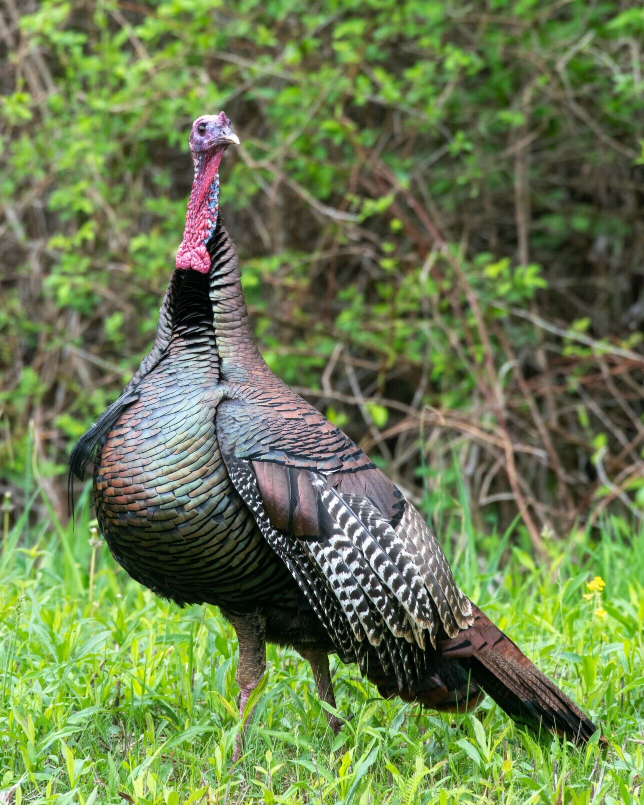 Ohio’s wild turkey hunting results through Sunday, May 10 ...