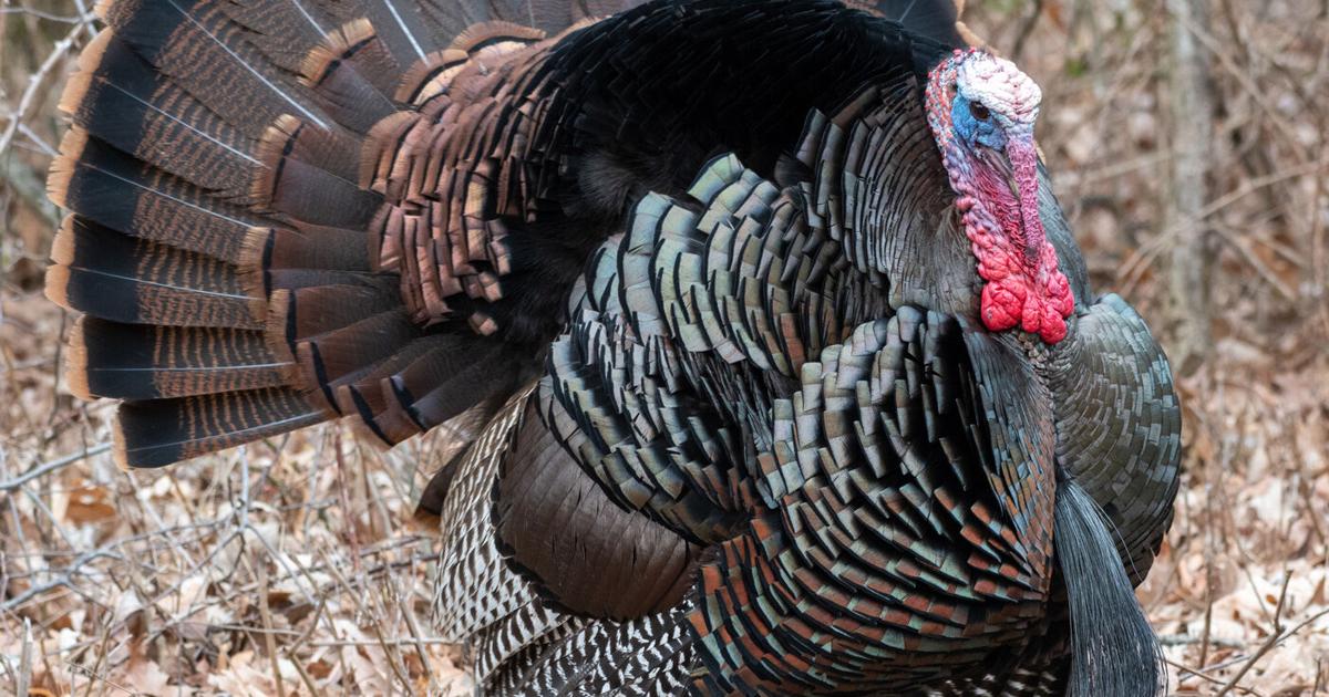 ODNR turkey Simco