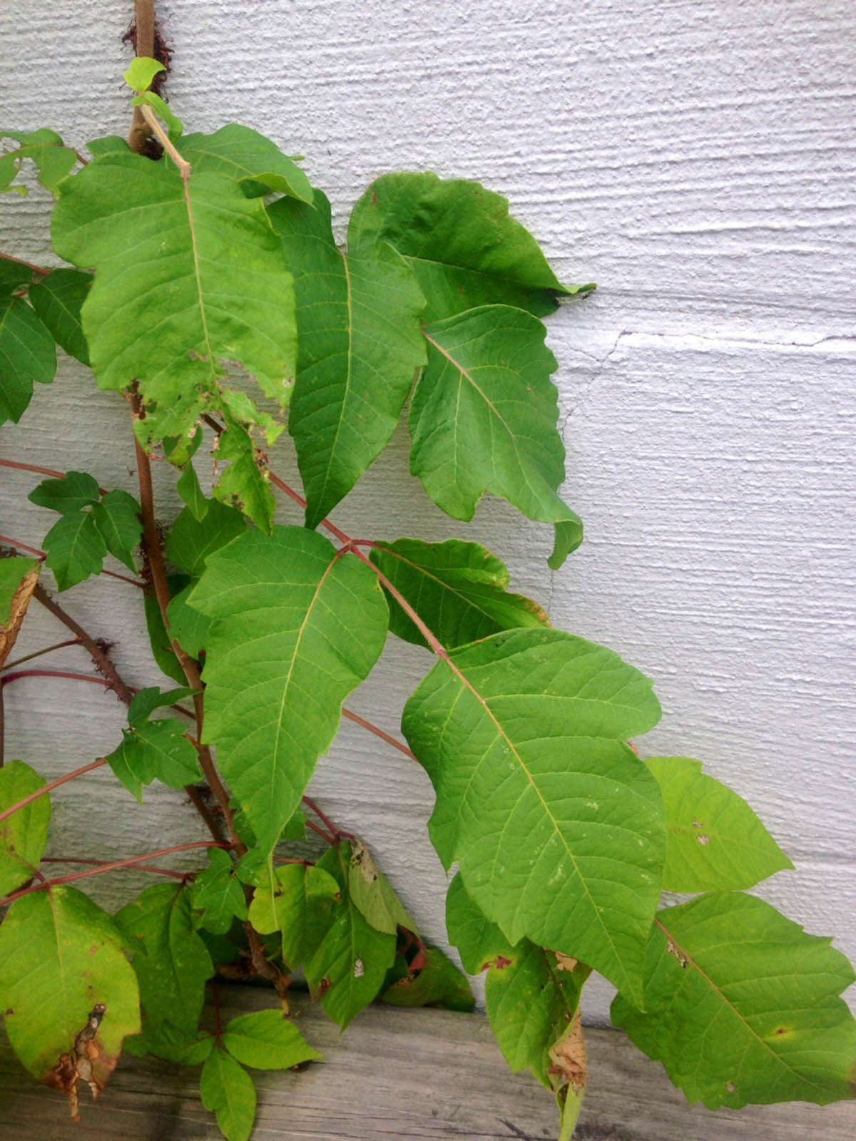 Leaflets Three Let It Be Poison Ivy A Potent Skin Irritant Rural